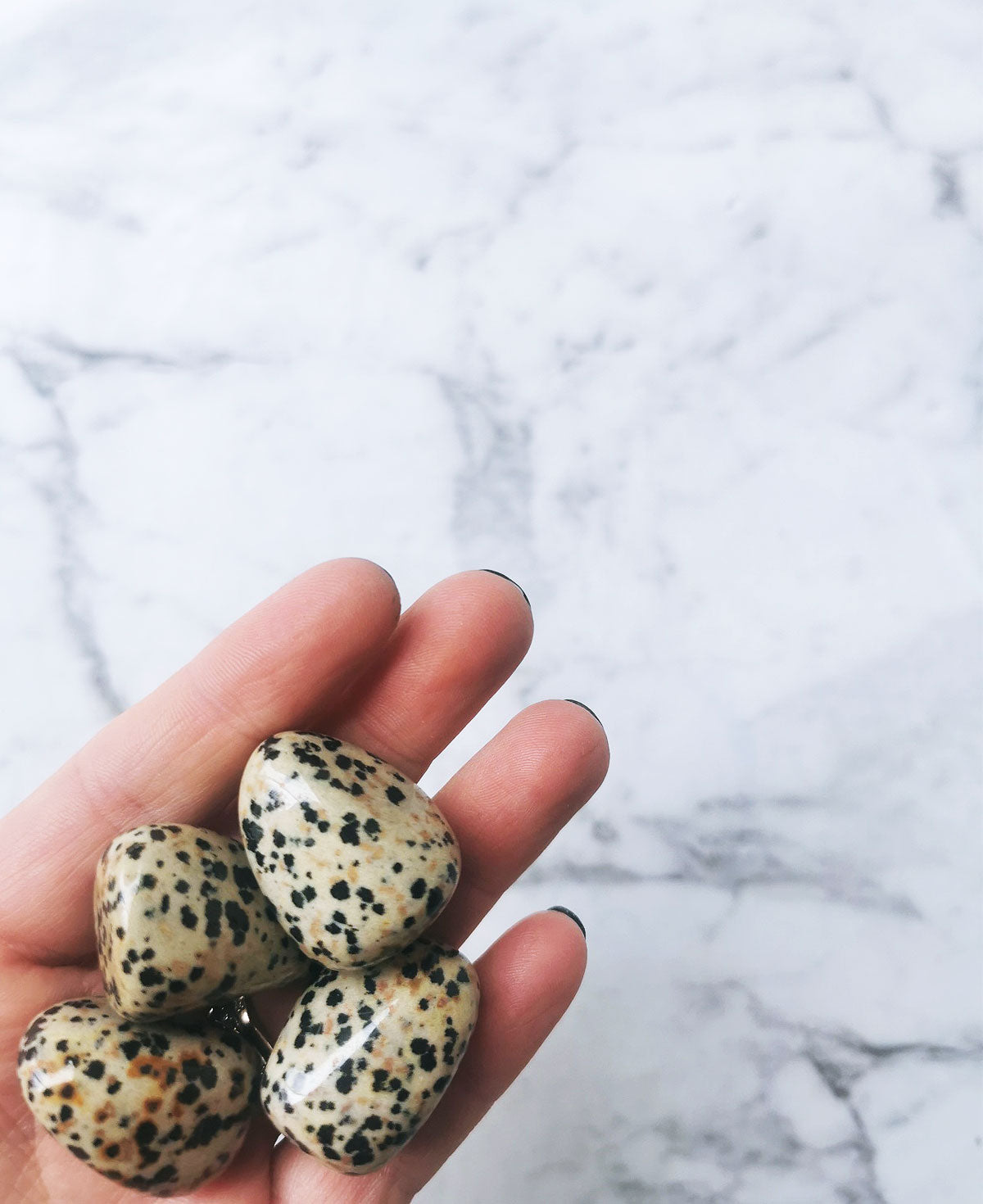 Dalmation Jasper
